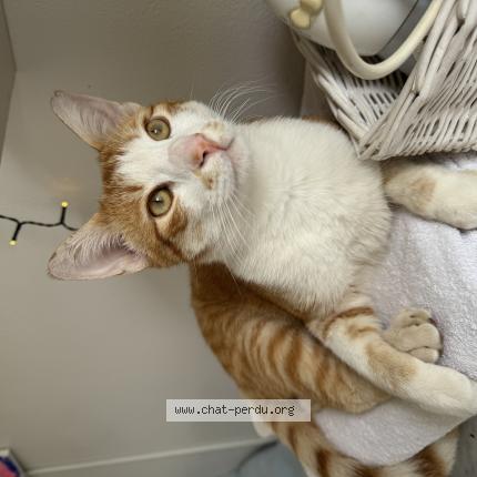 Photo 1/1 Found cat Found in Cap d ail