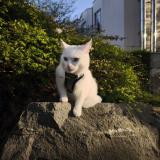 Picture of cat lost at Bruxelles