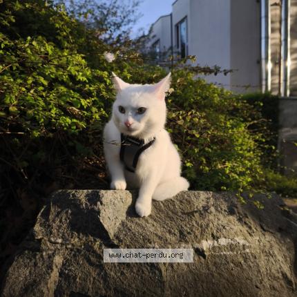 Photo 1/1 Simba Chat lost in Bruxelles