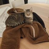 Picture of cat lost at Rixensart