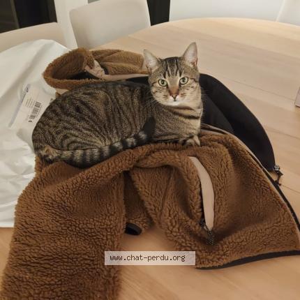 Photo 1/1 Falkor Chat lost in Rixensart