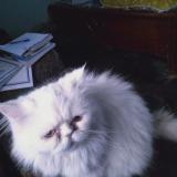 Picture of cat lost at Taxila