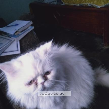 Photo 1/1 thebo Chat lost in Taxila