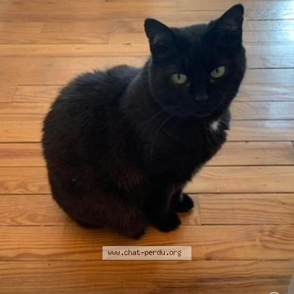 Photo 1/1 Olive Chat lost in Montrouge