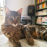 Picture of cat lost at Montreuil