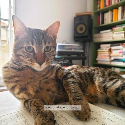 Photo 1/1 Laszlo Chat lost in Montreuil