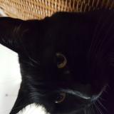 Picture of cat lost at Nantes