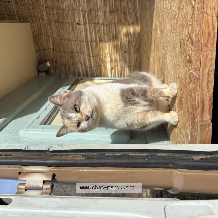 Photo 1/1 Baba Chat lost in Enney