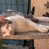 Picture of cat found at La Garde