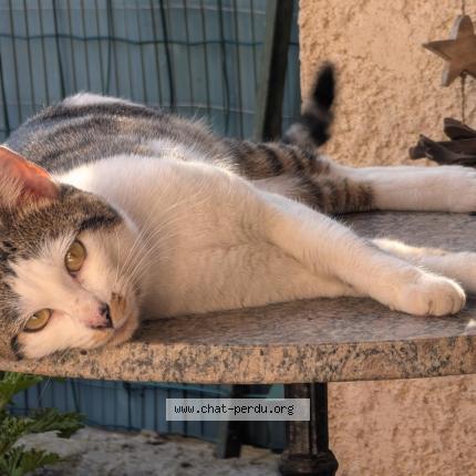 Photo 1/1 Found cat Found in La garde