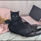 Picture of cat lost at Bouc Bel Air