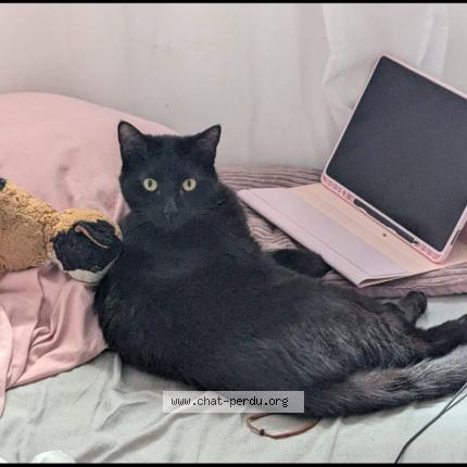 Photo 1/1 Moka Chat lost in Bouc bel air