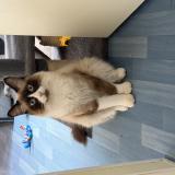 Picture of cat lost at Peumerit