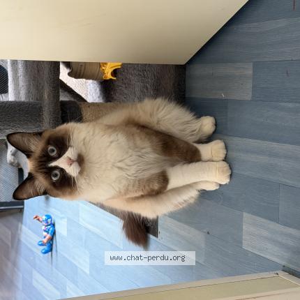 Photo 1/1 Zazou Chat lost in Peumerit