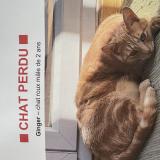 Picture of cat lost at Aix En Provence