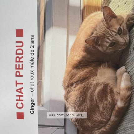 Photo 1/1 Ginger Chat lost in Aix en provence