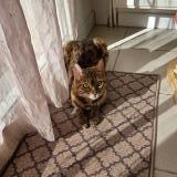 Picture of cat lost at Bettens