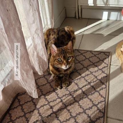 Photo 1/2 Raffa Chat lost in Bettens