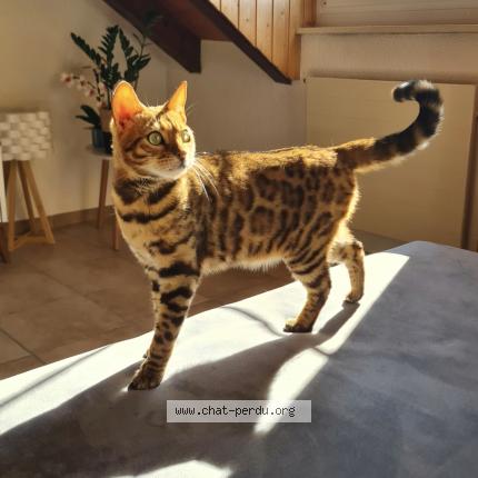 Photo 2/2 Raffa Chat lost in Bettens