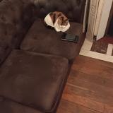 Picture of cat lost at Saint Denis