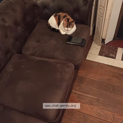 Photo 1/1 Nana Chat lost in Saint denis