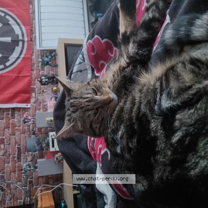 Photo 1/1 Kitty Chat lost in Noyer bocage