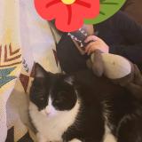 Picture of cat lost at Monclar De Quercy