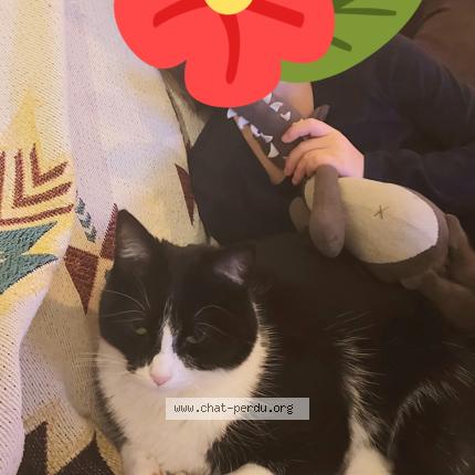 Photo 1/1 WAPI Chat lost in Monclar de quercy