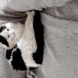 Picture of cat lost at Olivet