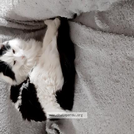 Photo 1/1 BANDIT Chat lost in Olivet