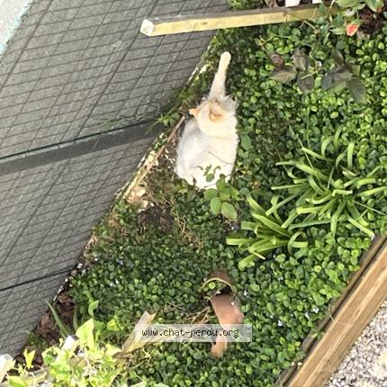 Photo 1/1 Found cat Found in Chateauroux