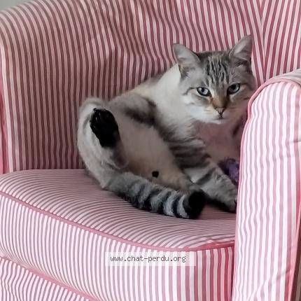 Photo 1/1 Brigitte HEMERY Chat lost in 76800 saint etienne du rouvray