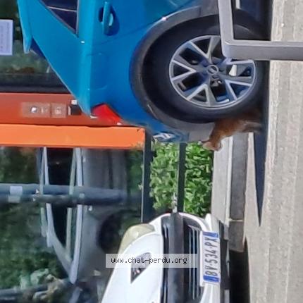 Photo 1/1 Found cat Found in Lyon