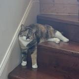 Picture of cat lost at Lorient
