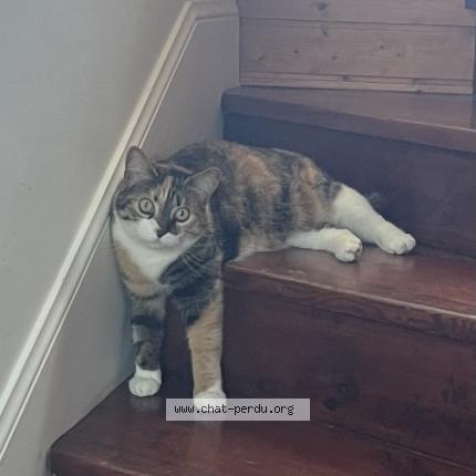 Photo 1/1 Grimm Chat lost in Lorient