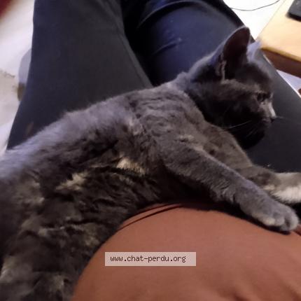 Photo 1/1 winnie dit bouboule Chat lost in Iron