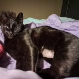 Picture of cat lost at Rochefort