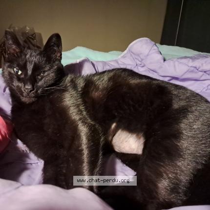 Photo 1/1 Museau Chat lost in Rochefort