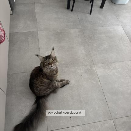 Photo 1/1 Raja Chat lost in Saint jean de la ruelle