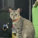 Picture of cat lost at Dasmarinas