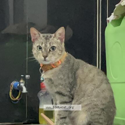 Photo 1/1 Gini Chat lost in Dasmarinas