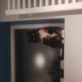 Picture of cat lost at Bouge