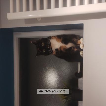 Photo 1/1 Dofus Chat lost in Bouge