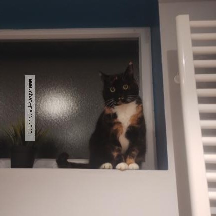 Foto 1/1 Dofus Kat vermist in Bouge