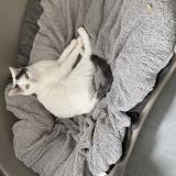 Picture of cat lost at Caestre