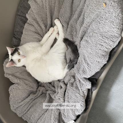 Photo 1/1 Nicky Chat lost in Caestre