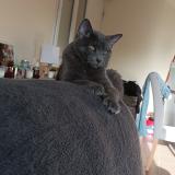 Picture of cat lost at Langoiran