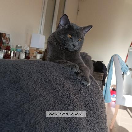 Photo 1/1 Tyson Chat lost in Langoiran