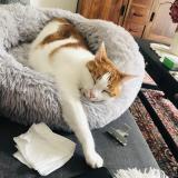 Picture of cat lost at Montauban