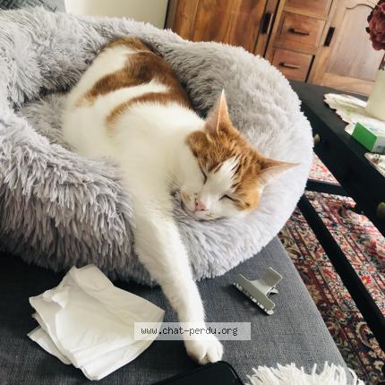 Photo 1/1 MITZI Chat lost in Montauban